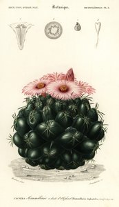 Beehive Cactus, Coryphantha Elephantidens (engraving) by Louis Joseph Edouard Maubert