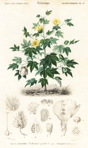 Cotton Plant, Gossypium Barbadense