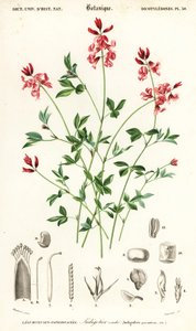 Indigo Plant, Indigofera Procumbens (engraving) by Louis Joseph Edouard Maubert