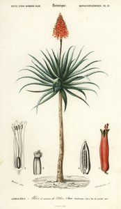 Krantz Aloe, Aloe Arborescens (1849) by Louis Joseph Edouard Maubert