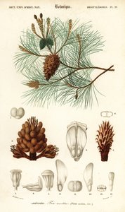 Maritime Pine or Cluster Pine, Pinus Pinaster by Louis Joseph Edouard Maubert