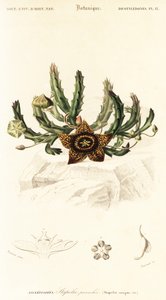 Star Flower, Orbea variegata (engraving) by Louis Joseph Edouard Maubert