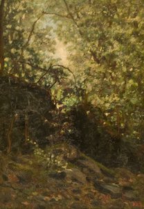 Night Through Forest