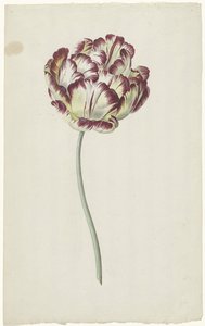 Tulip by Louis Moritz
