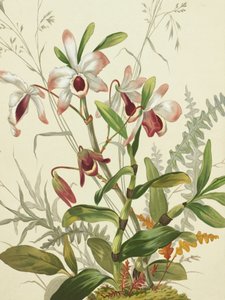 Flowers by Louis Prang