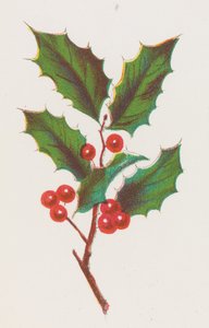 Holly by Louis Prang