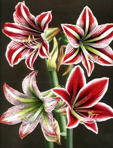 Amaryllis Hippeastra by Louis Van Houtte