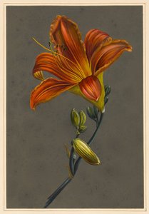 Day Lily