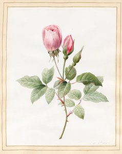 Pink Rose and Buds, 1826 by Louise DOrleans
