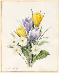 White Primroses and Early Hybrid Crocuses