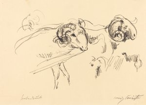 Rams