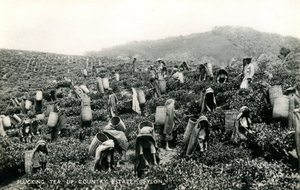 Plucking Tea, Up-Country Estate, Ceylon, c.1900-1930 by Ltd. Ceylon Plâté