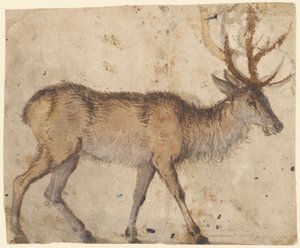 Study of a Stag (recto) by Lucas the Elder Cranach