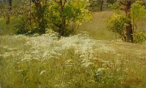 Cow Parsley in a Meadow