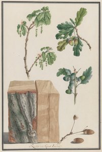 Studies of the Blossoms, Fruits and Trunk of an English Oak, 1788 by Ludwig Pfleger