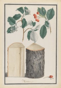 Studies of the leaves, blossoms, fruits and trunk of a whitebeam Sorbus subgenus Aria by Ludwig Pfleger
