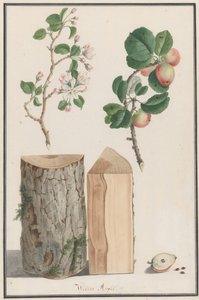 Studies of the trunk, blossoms and fruit of a wild apple tree Malus sylvestris, 1788 by Ludwig Pfleger