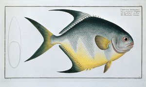 Rhomboidal Chetodon by Ludwig Schmidt