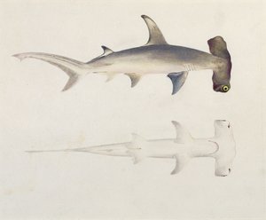 A Hammer-headed Shark, Loheia