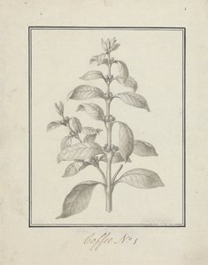 Coffea arabica L. (Arabica Coffee): Finished Drawing of Leafy Shoot and Berries by Luigi Balugani