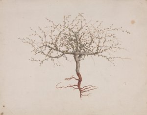 Commiphora gileadensis (L.) C. Chr. (Balm of Gilead, Opobalsam): finished drawing of tree