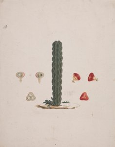 Euphorbia abyssinica J.F. Gmel. (Ethiopian Tree-Spurge): finished drawing of single trunk, with details of whole and dissected fruits