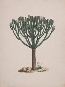 Euphorbia abyssinica J.F. Gmel. (Ethiopian Tree-Spurge): finished drawing of the tree