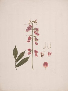 Millettia ferruginea (Hochst.) Baker: finished drawing with a few details excluded by Luigi Balugani