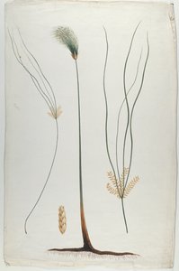 Papyrus (Plant and Root Detail), after James Abyssinian Bruce (1730-94)