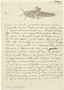 Study of a Locust, from Miscellaneous Sketches in Wrapper by Luigi Balugani