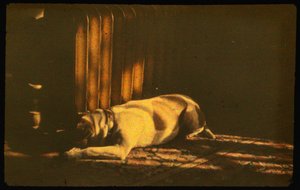 Color photograph of sleeping dog in sunlight with Autochrome Lumière and a 35mm camera by Luis Marden
