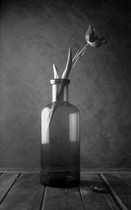 Monochromatic Tulip Bloom by Luiz Laercio