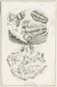 Dudley - Fossils by Luke Booker