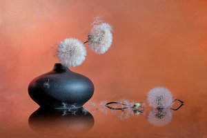 Delicate Dandelion Still Life