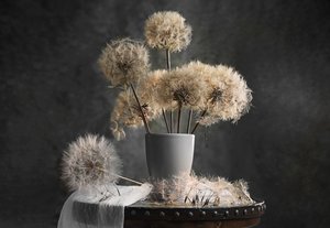 Delicate Dandelions