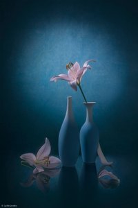 Elegant Blue Lilies by Lydia Jacobs