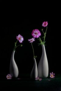 Elegant Cosmos Still Life by Lydia Jacobs