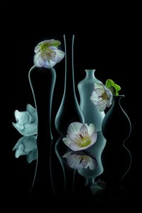 Elegant Floral Glow by Lydia Jacobs