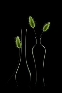 Elegant Green Still Life by Lydia Jacobs
