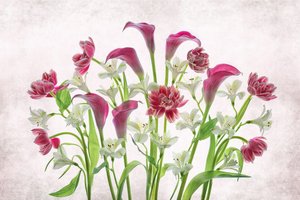 Fresh Pink And White Flowers by Lydia Jacobs