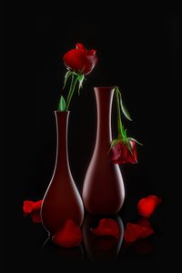 Fresh and Fading Roses