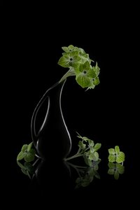Green Blooms Reflection by Lydia Jacobs