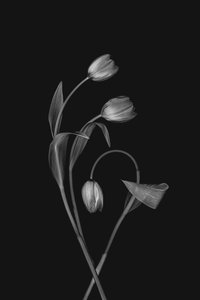 Monochrome Tulip Grace by Lydia Jacobs