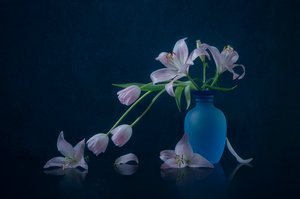 Moody Lilies and Tulips
