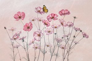 Pink Cosmos Butterfly