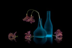 Pink Flowers Blue Glow