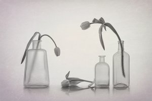 Quiet Tulip Still Life