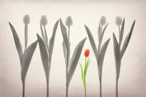 Red Tulip Stands Out by Lydia Jacobs