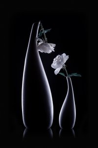 Shadow Vases White Roses