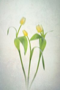 Soft Yellow Tulips